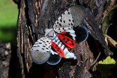 Invasive insect found in Rhode Island for 1st time