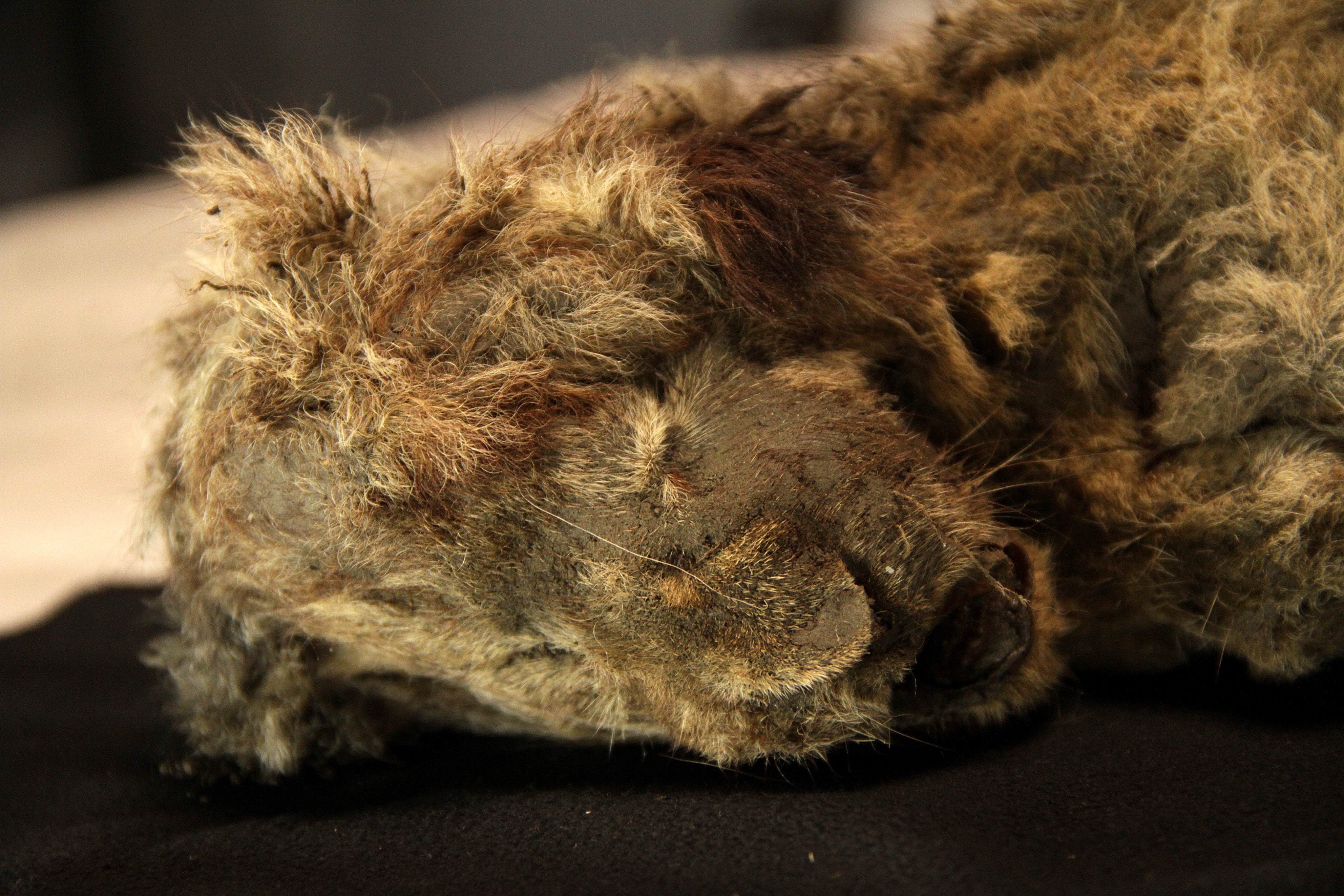 Sparta, the 27,962-year-old lion cub thought to be the best-preserved Ice Age animal ever found