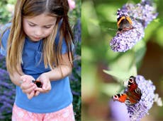 Prince William and Kate Middleton release new photo of Princess Charlotte taking part in Big Butterfly Count
