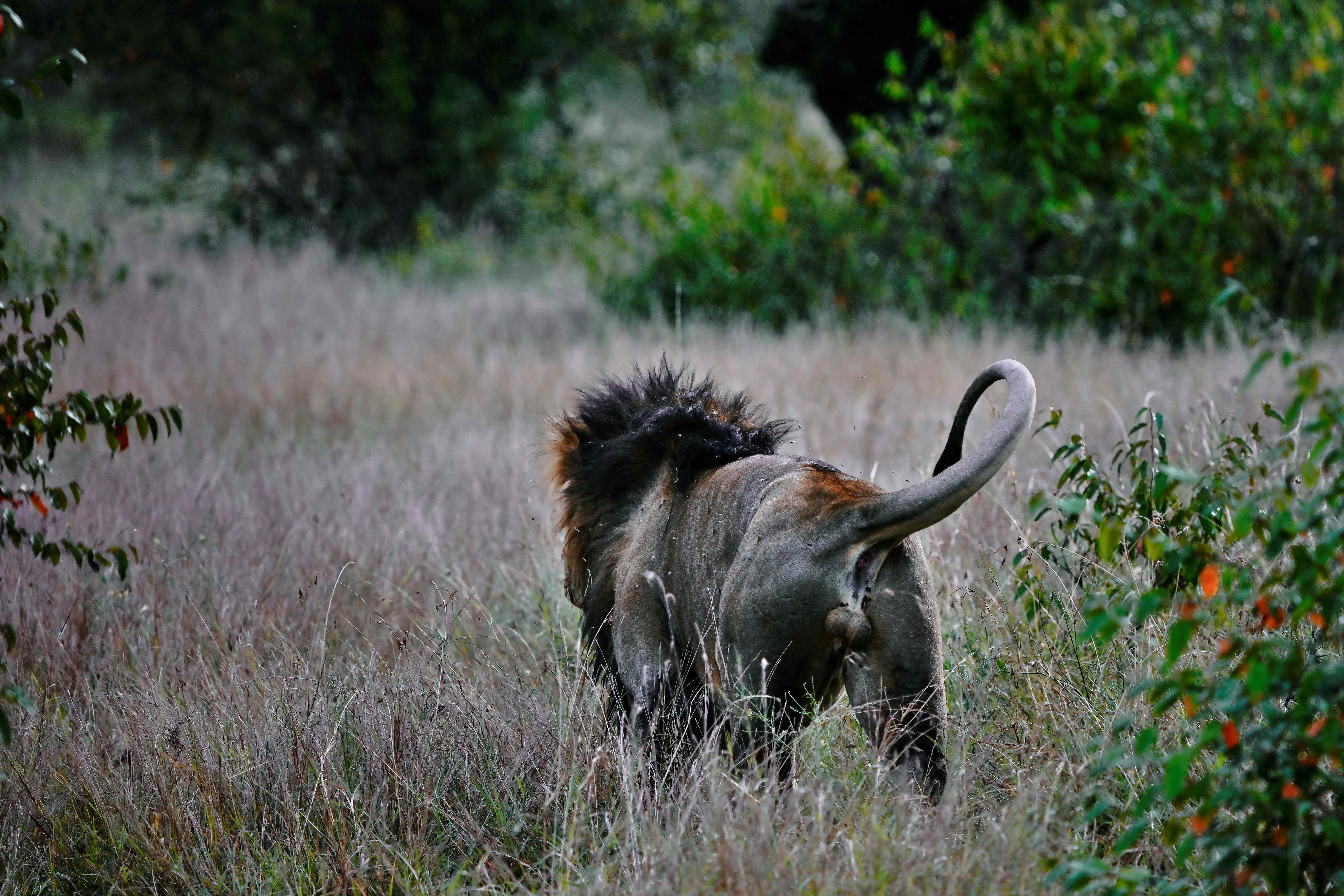 Lion attacks on people and cattle are not uncommon in Tanzania