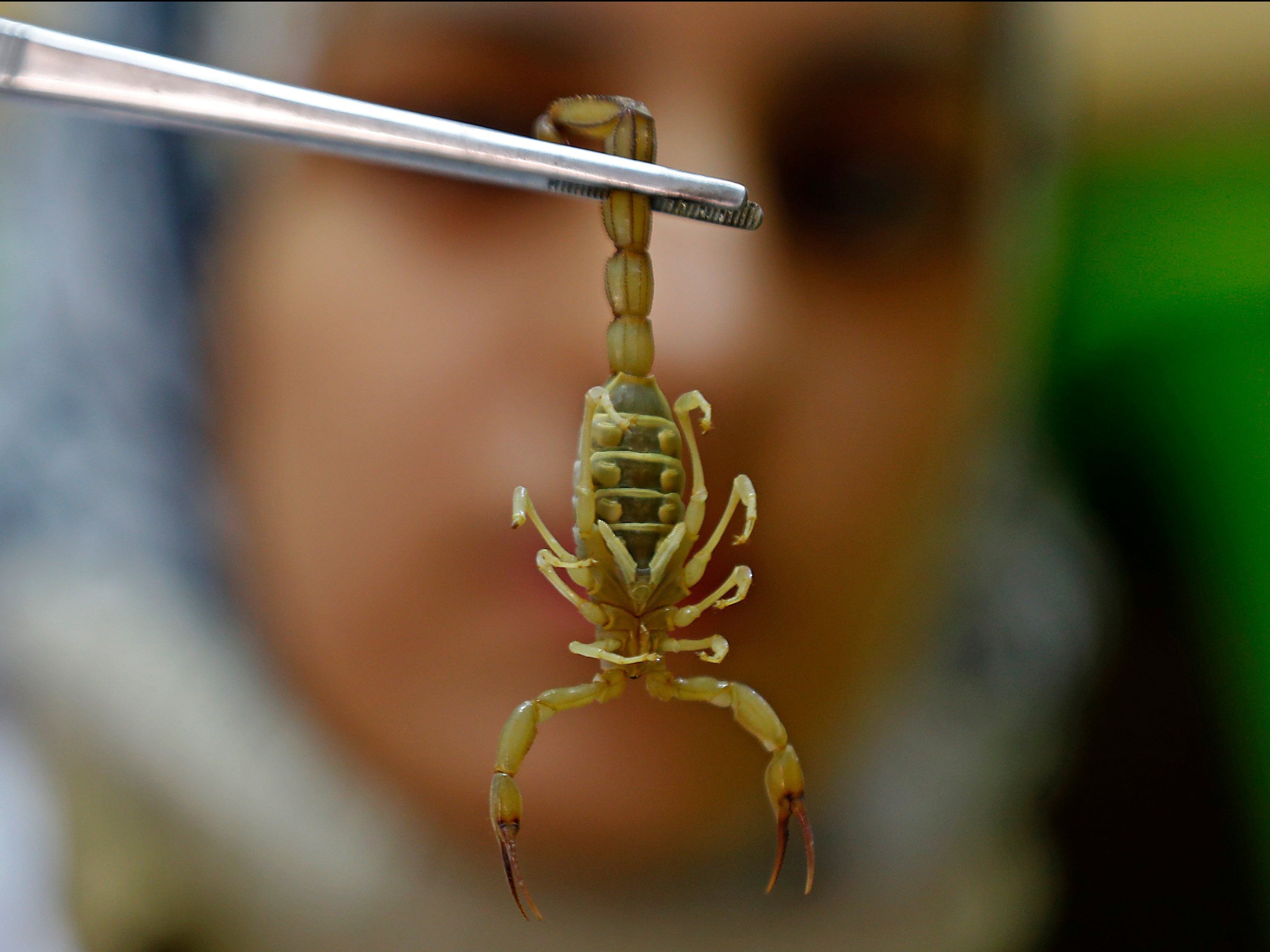 A pharmacist catches a scorpion at the Scorpion Kingdom laboratory and farm in Egypt, where scientists are studying the pharmaceutical properties of venom