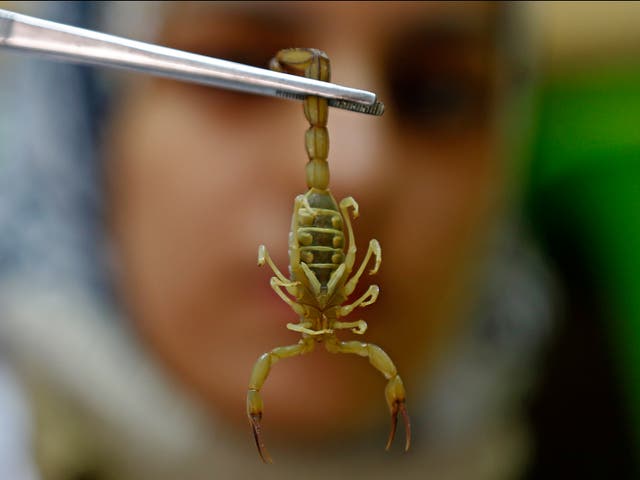 <p>A pharmacist catches a scorpion at the Scorpion Kingdom laboratory and farm in Egypt, where scientists are studying the pharmaceutical properties of venom</p>