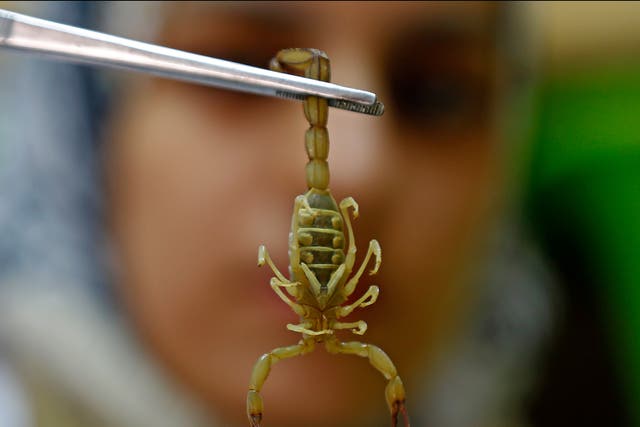<p>A pharmacist catches a scorpion at the Scorpion Kingdom laboratory and farm in Egypt, where scientists are studying the pharmaceutical properties of venom</p>