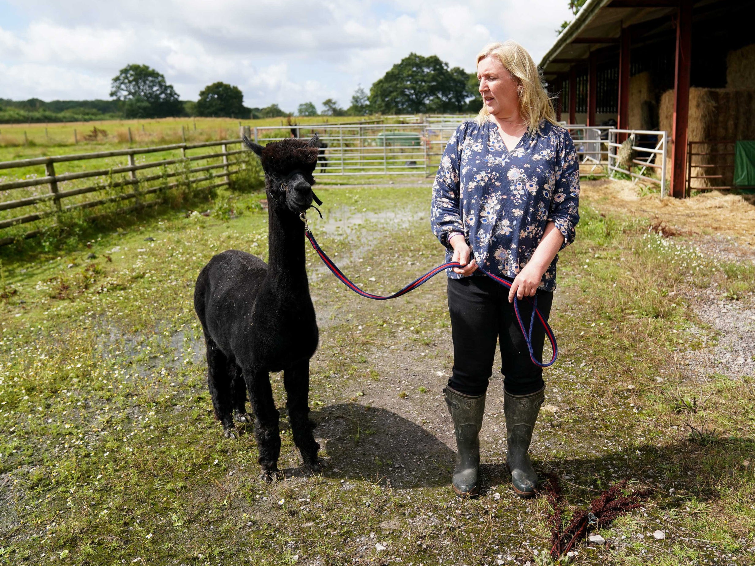 <p>Geronimo has been ordered for destruction after twice testing positive for the disease, but she has repeatedly questioned the tests used to condemn him</p>