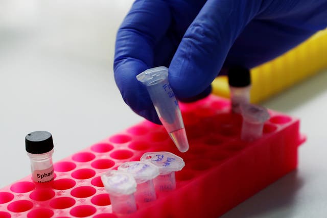 <p>A laboratory worker works on fast PCR testing samples</p>