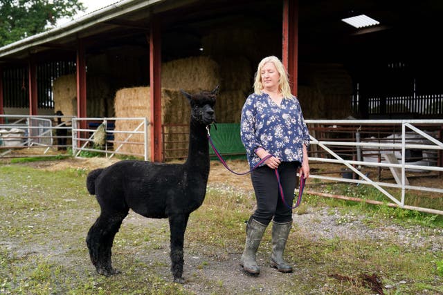 <p>Geronimo the alpaca with owner Helen Macdonald </p>