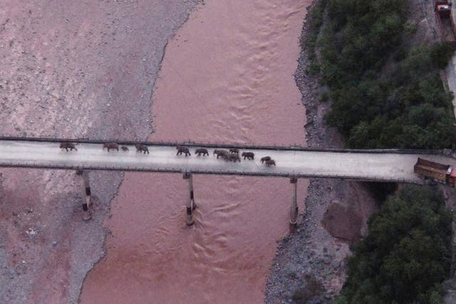 <p>In this photo, a herd of wandering elephants cross a river using a highway near Yuxi city, Yuanjiang county in southwestern China's Yunnan Province on 8 August 2021</p>