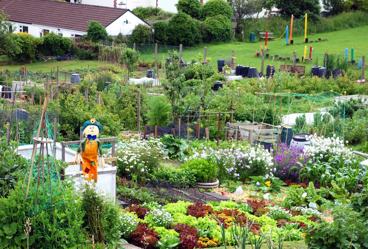 Why should I get an allotment? 4 celebrity gardeners offer the answers