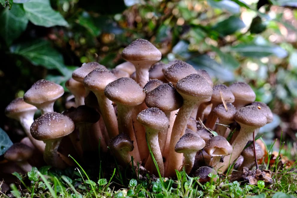 How to grow mushrooms – and help save the planet | The Independent