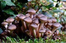How to grow mushrooms – and help save the planet