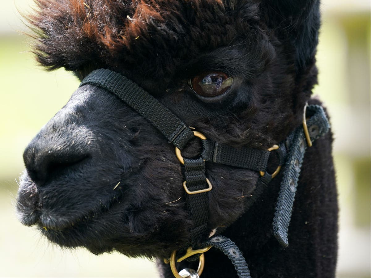 Protesters to demand PM stops ‘murder’ of Geronimo the alpaca – follow live