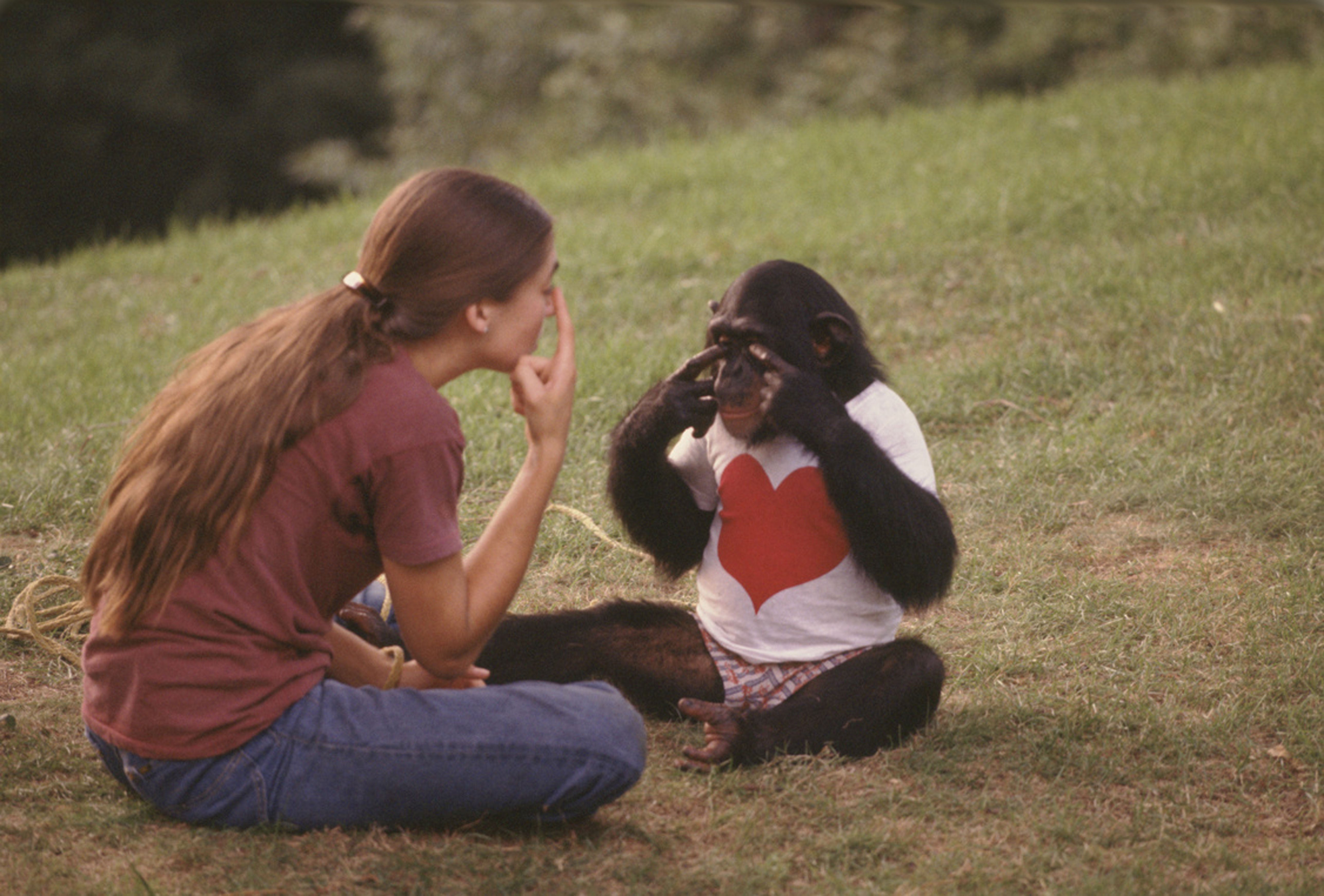 Nim left his position as the cherished youngest child of a New York family to share a cage with chimpanzees earmarked for hepatitis vaccine studies