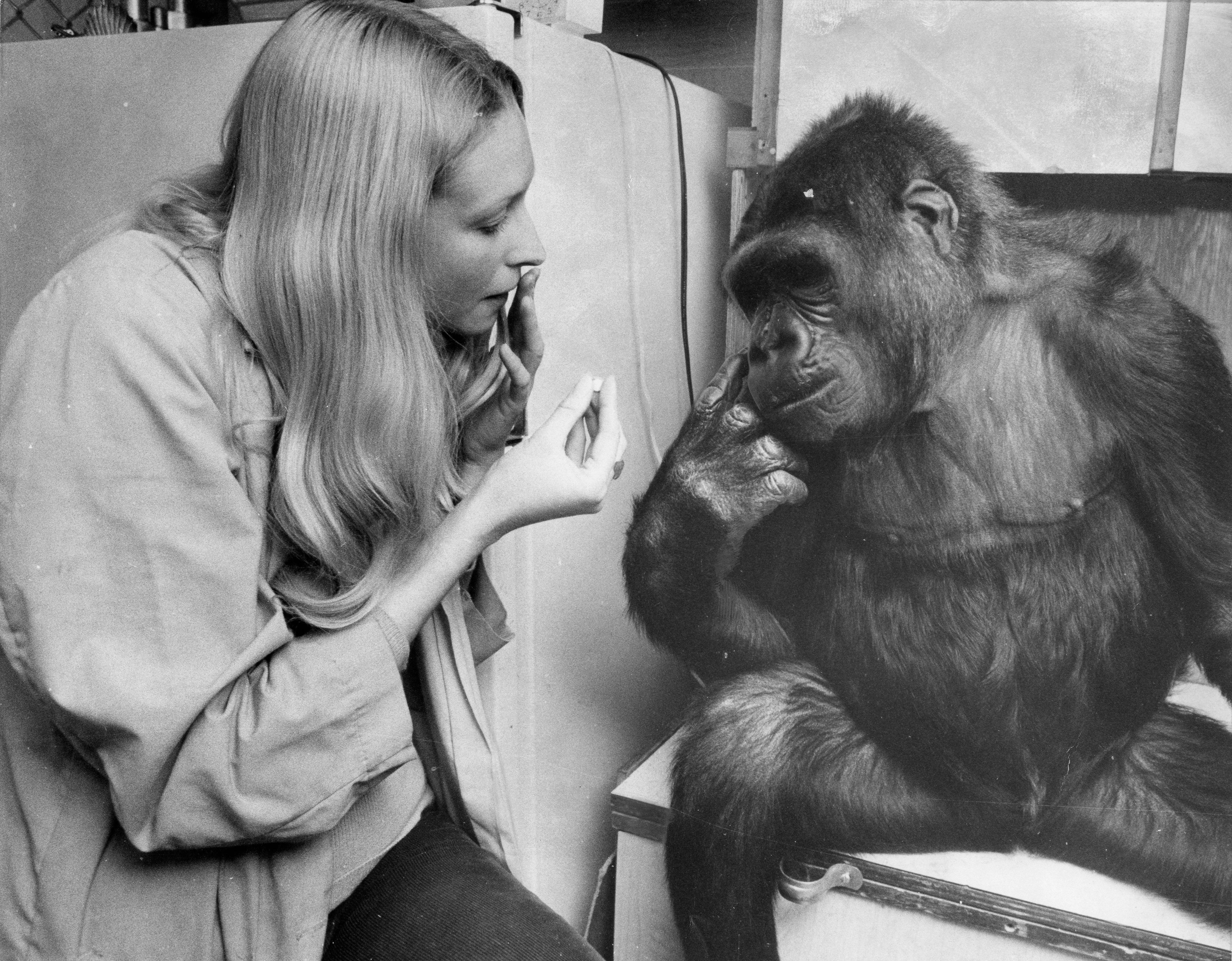 Talking to the animals: Patterson teaching Koko how to sign