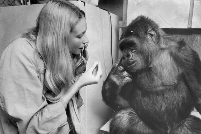 <p>Talking to the animals: Patterson teaching Koko how to sign </p>