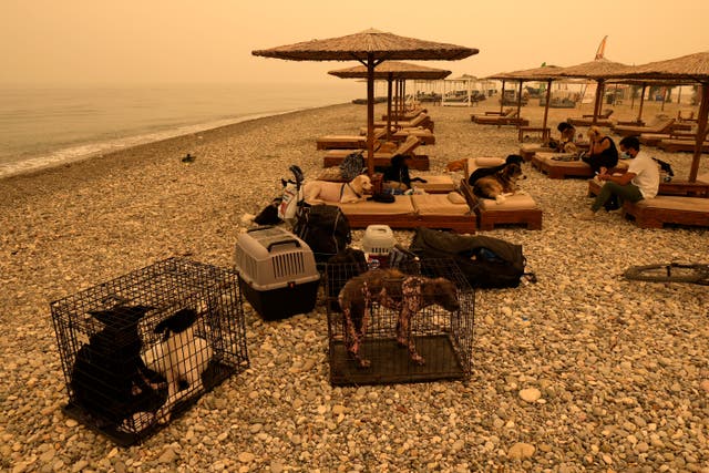 <p>People and pets gather on the beach during a wildfire at Pefki village on Evia island</p>