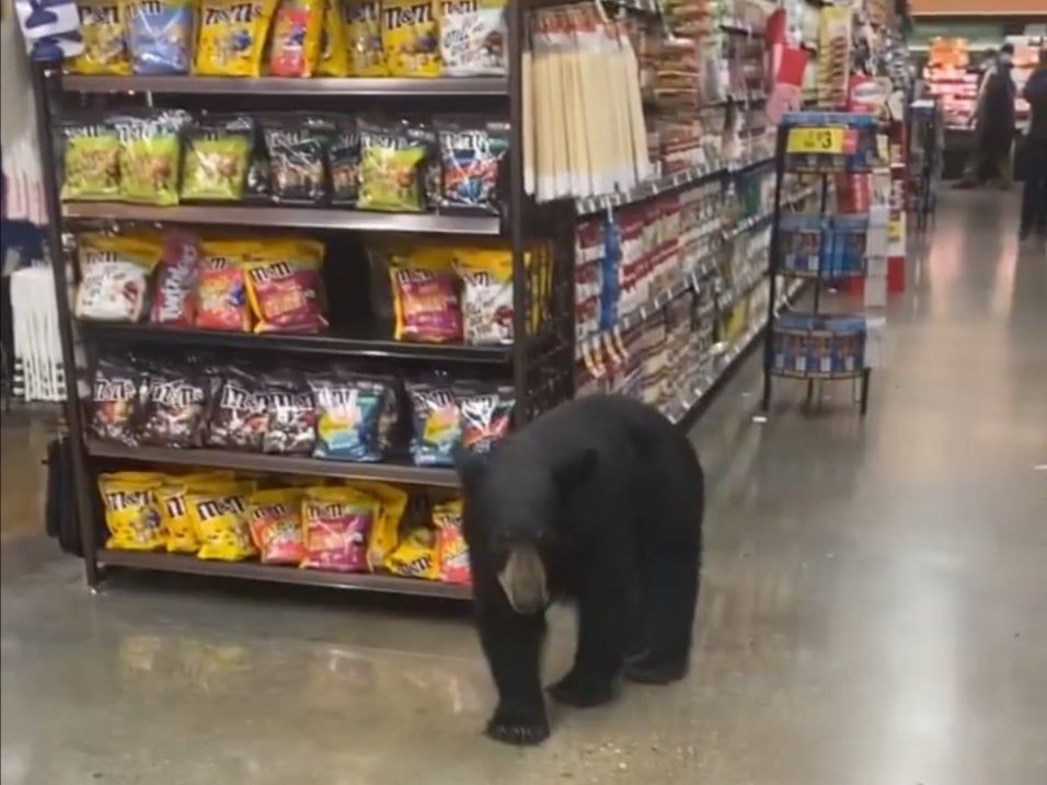 Huge bear filmed strolling through grocery store in US indy100