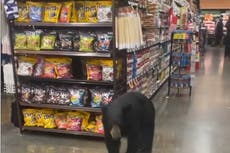 The climate crisis is driving bears to town as their food and habitats come under increasing threat