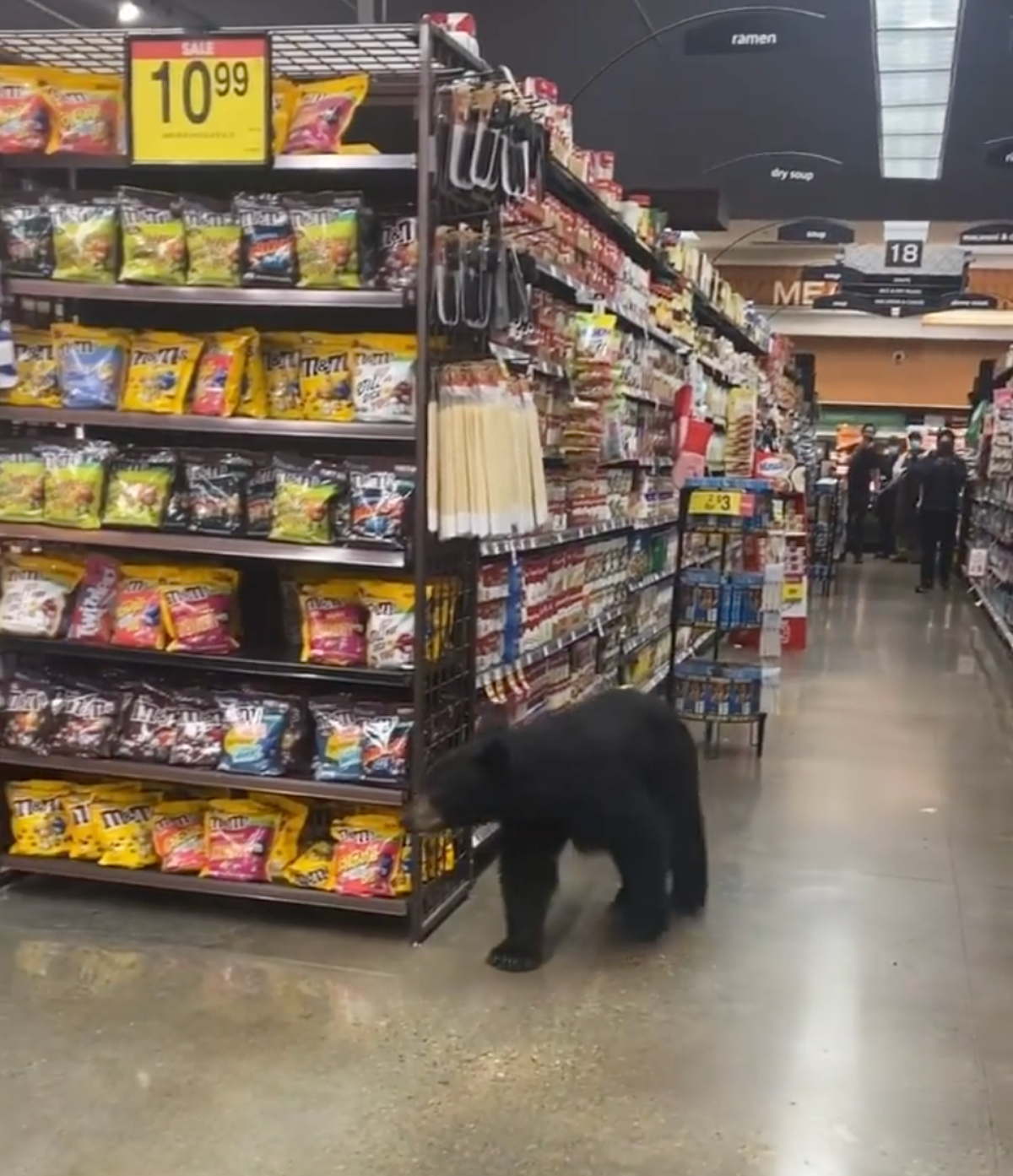 Bear spotted wandering through supermarket in California
