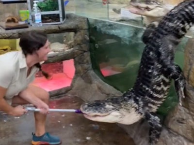 The Reptile Zoo shared footage of the eager reptile jumping his enclosure on TikTok
