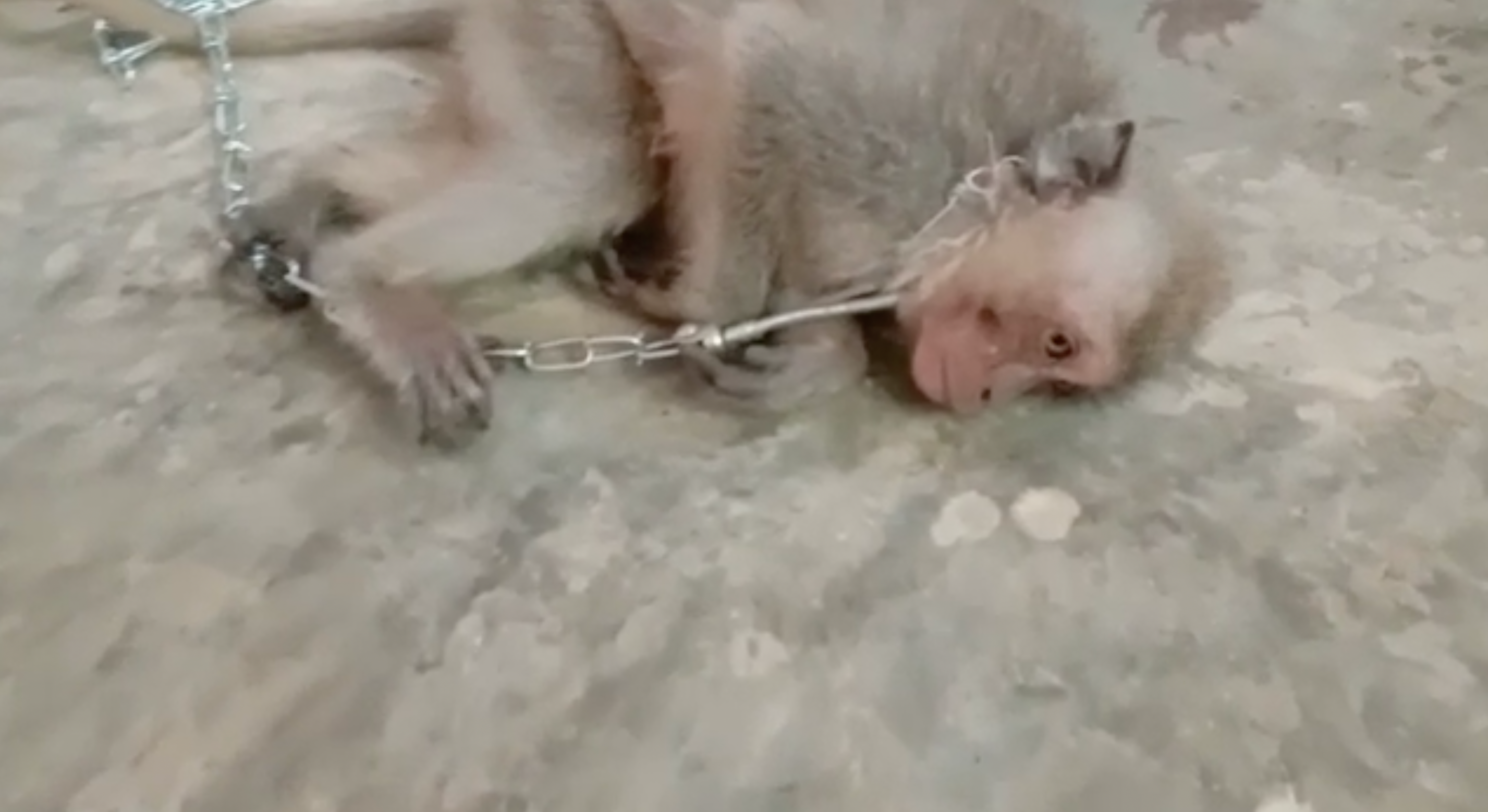 Baby monkeys tortured and killed in videos posted on US-based chat group |  The Independent