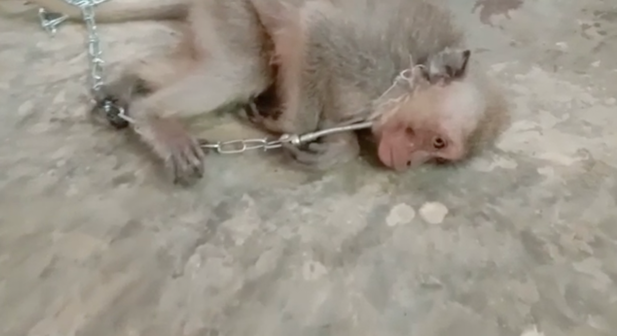 Baby monkeys tortured and killed in videos posted on US-based chat group