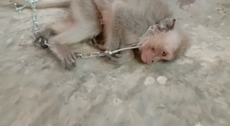 Baby monkeys tortured and killed in videos posted on US-based chat group 