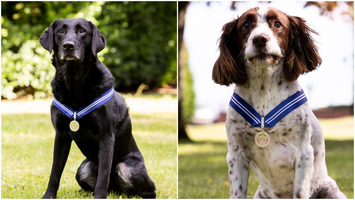 RAF dogs Alfie and AJ awarded with animal OBEs for their &lsquo;exemplary careers&rsquo;