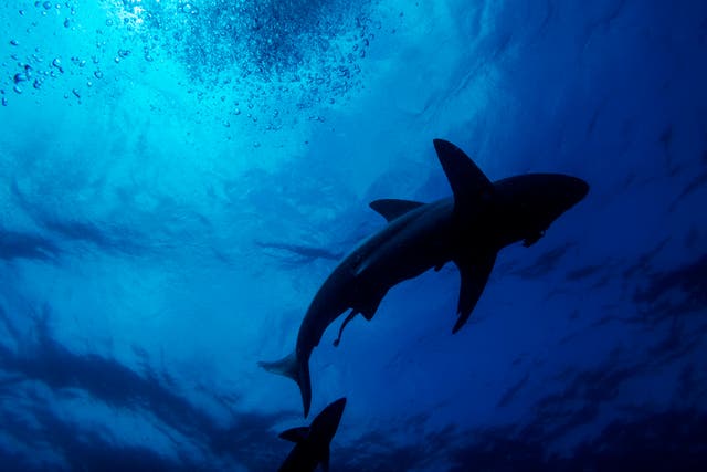 <p>File: A black-tip shark seen swimming during a baited shark dive in Umkomaas near Durban, South Africa</p>
