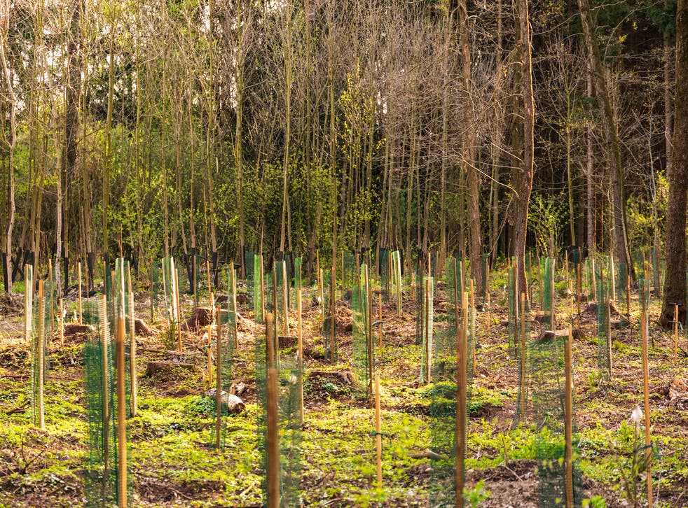 <p>Trees are considered important to facing the climate emergency</p>