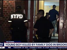 Toddler mauled to death by family dog in New York