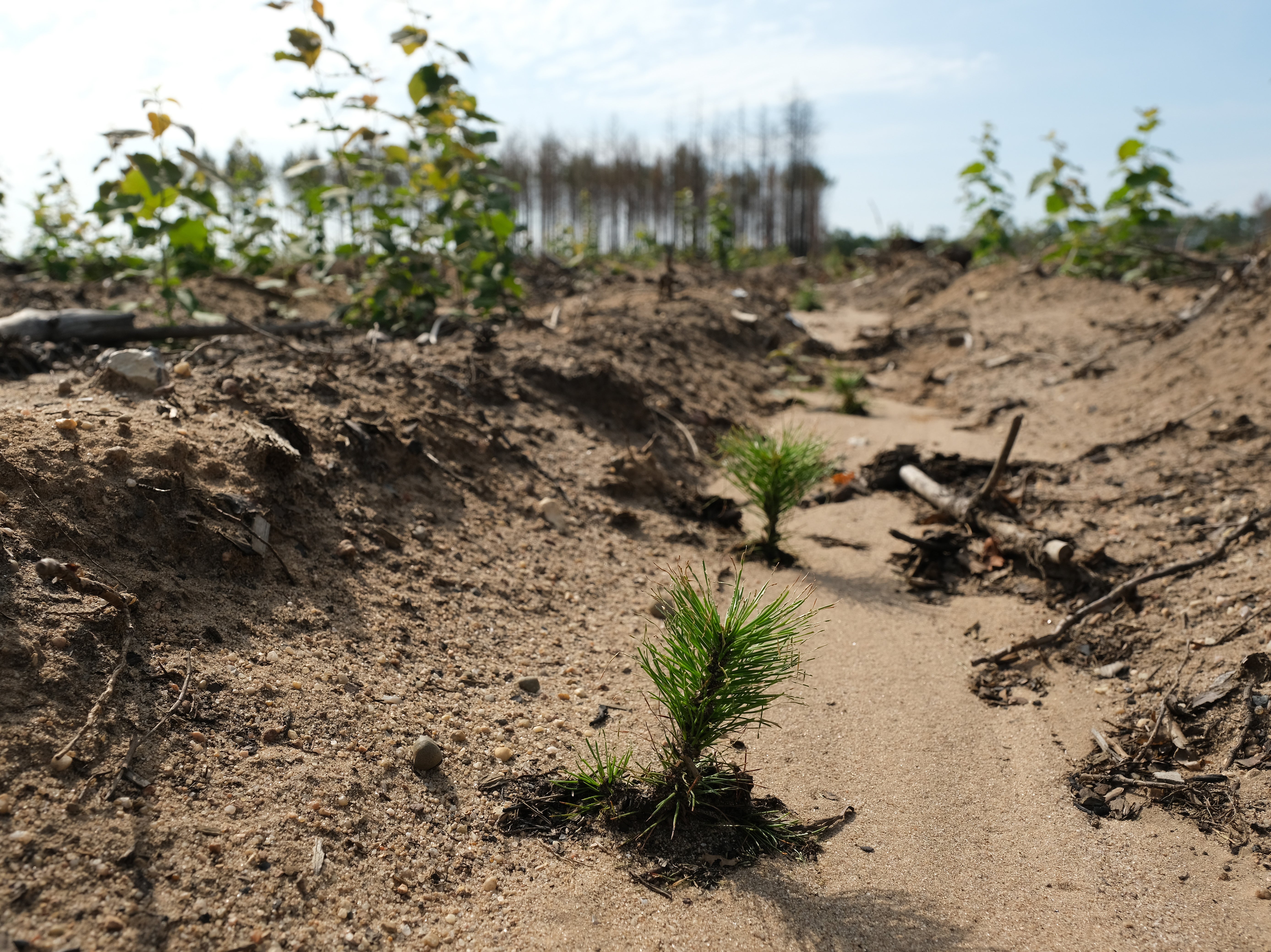 <p>Pine and deciduous saplings planted as part of a reforestation effort grow in a former area of forest destroyed by fire nearly one year ago near Klausdorf village on August 09, 2019 near Juterbog, Germany. </p>