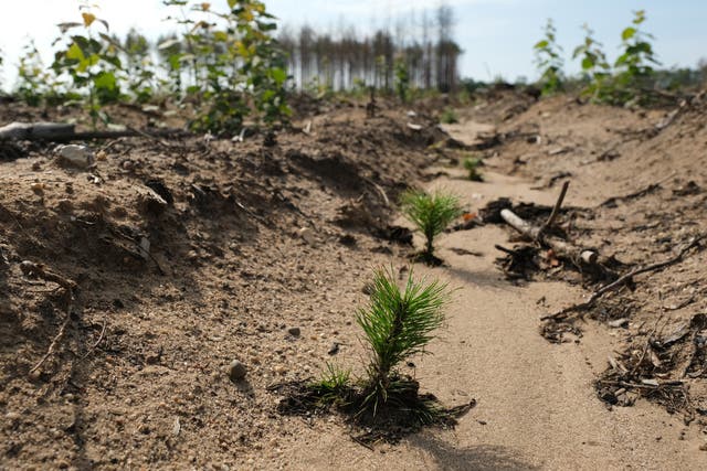 <p>Pine and deciduous saplings planted as part of a reforestation effort grow in a former area of forest destroyed by fire nearly one year ago near Klausdorf village on August 09, 2019 near Juterbog, Germany. </p>