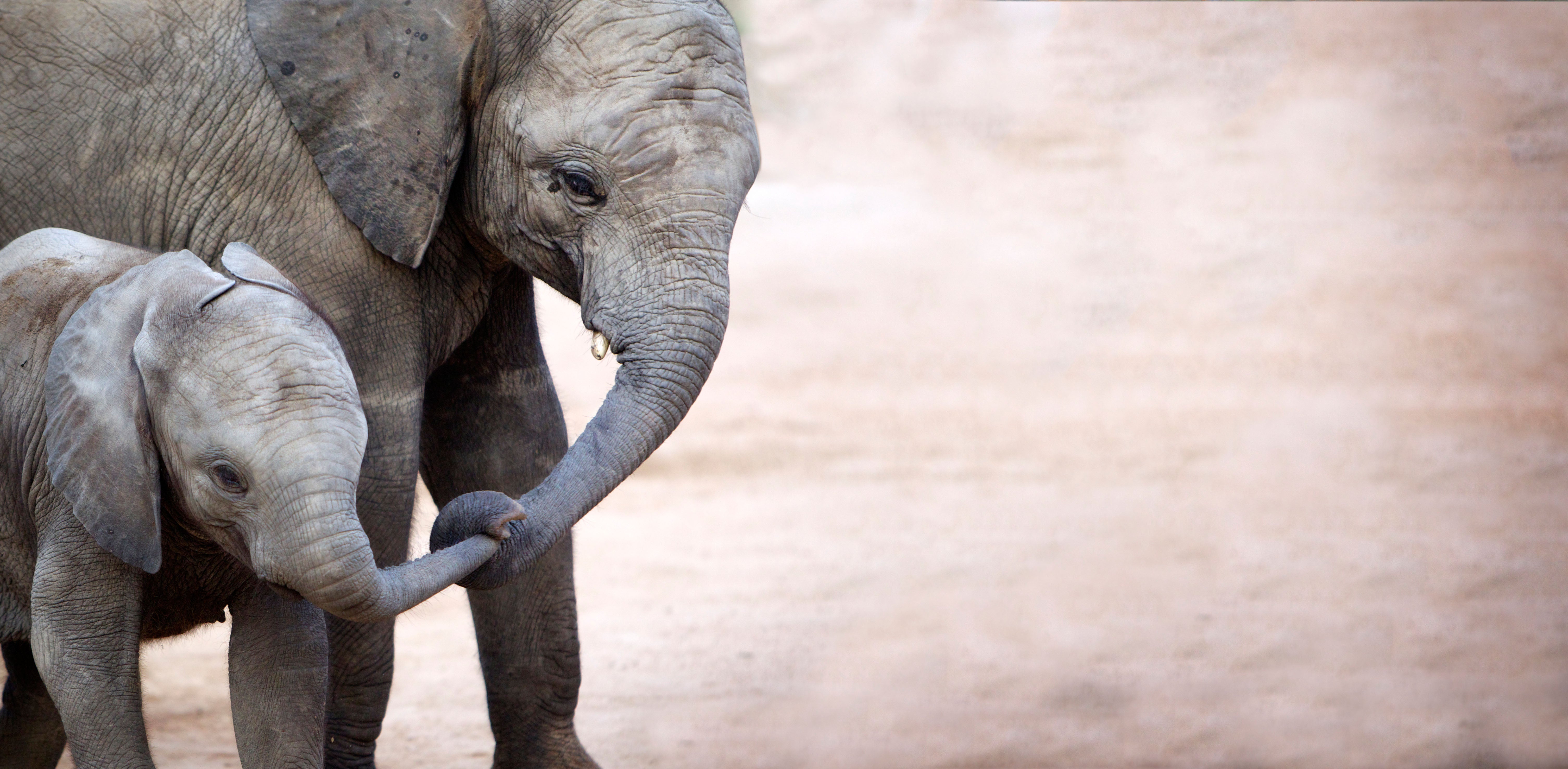 World Elephant Day: 8 things we bet you didn't know | The Independent