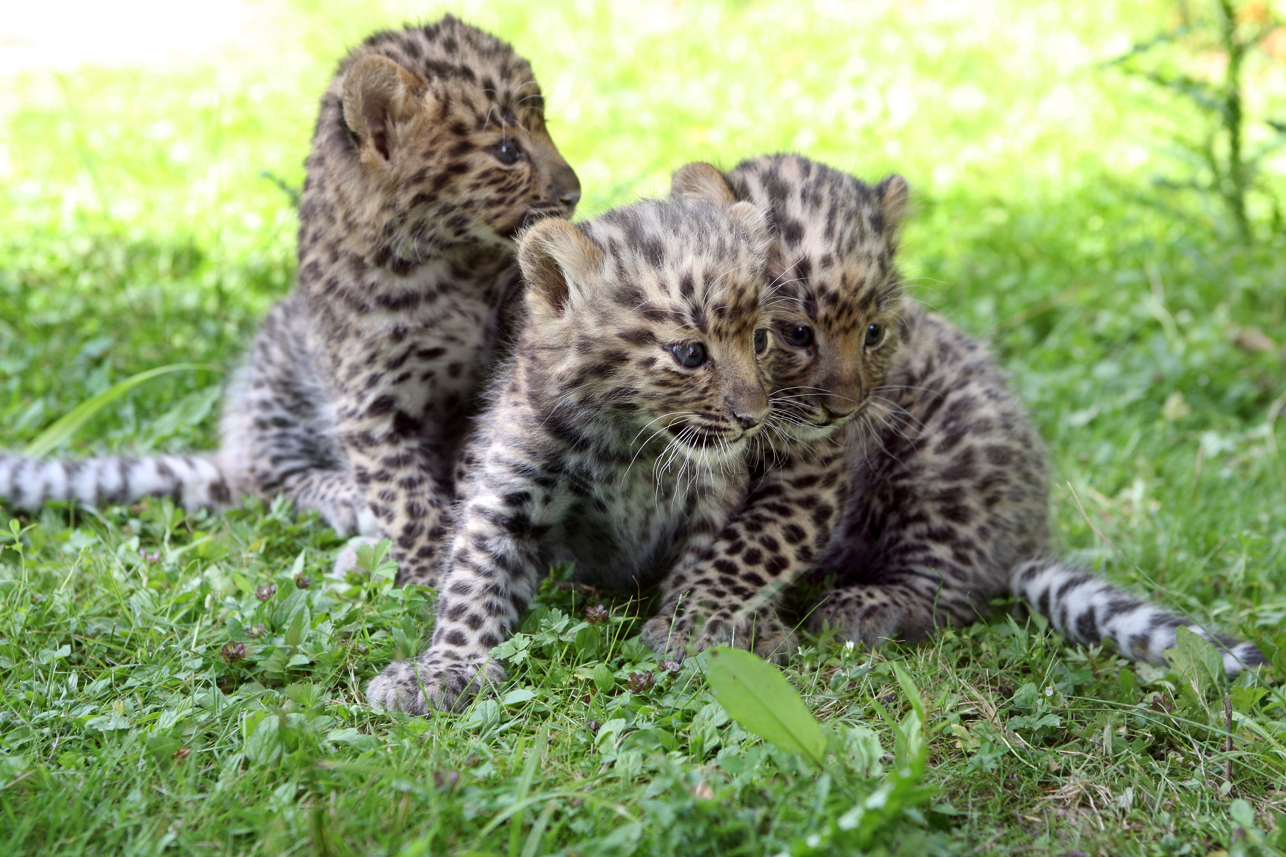 File: Three Amur leopard cubs in Nesles, southeastern Paris