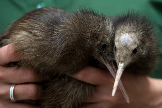 <p>File: A zoo keeper seen holding two Kiwi chicks in Berlin</p>