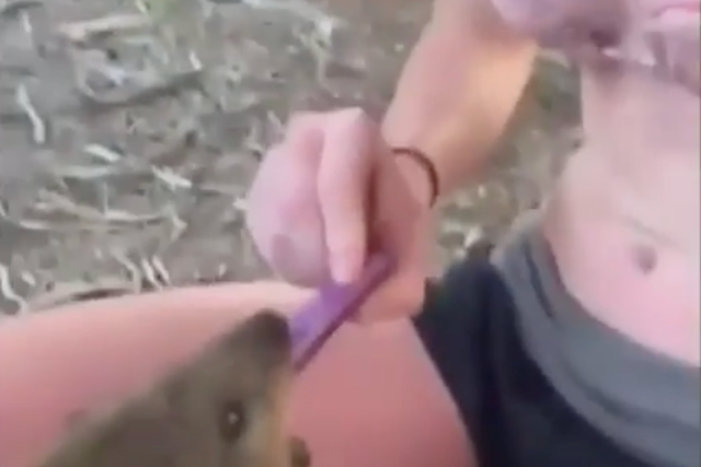 <p>Footage shows a teen forcing a quokka to vape on Rottnest Island in Australia</p>
