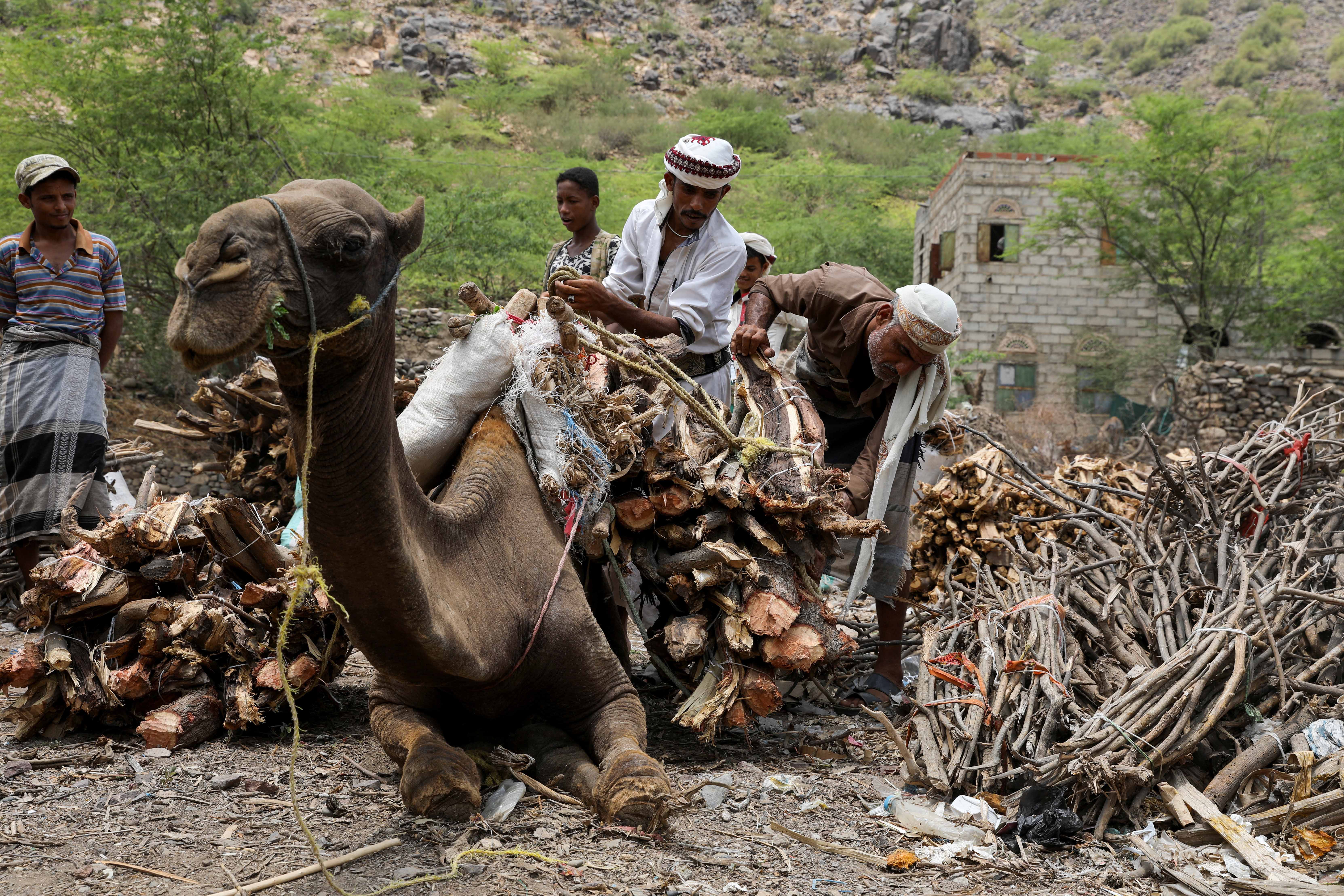 Vendors unload firewood bundles from the back of a camel at a market in the Khamis Banisaad district