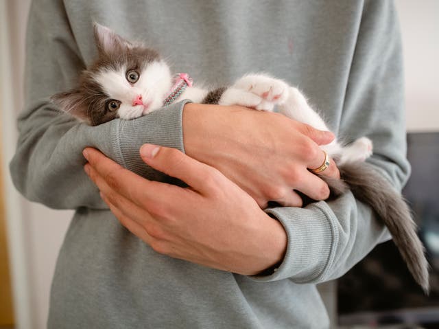 <p>New study finds cats see their owners as parents. </p>
