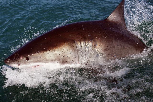 <p>A Great White Shark is attracted by a lure on the ‘Shark Lady Adventure Tour’ on 19 October 2009 in Gansbaai, South Africa</p>