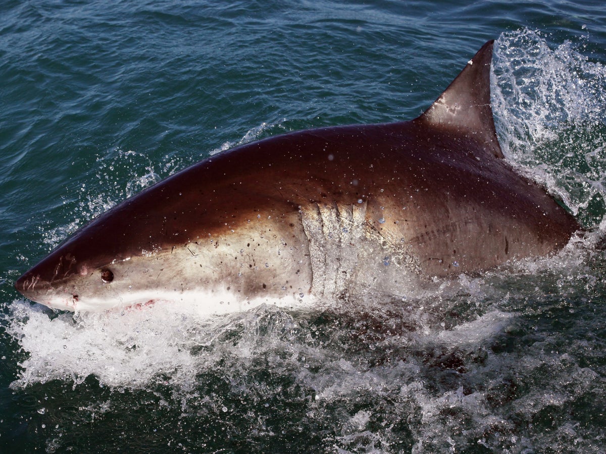 VIDEO: Baby Great White Shark Caught Off Rockaway Beach - Rockaway Beach -  New York - DNAinfo