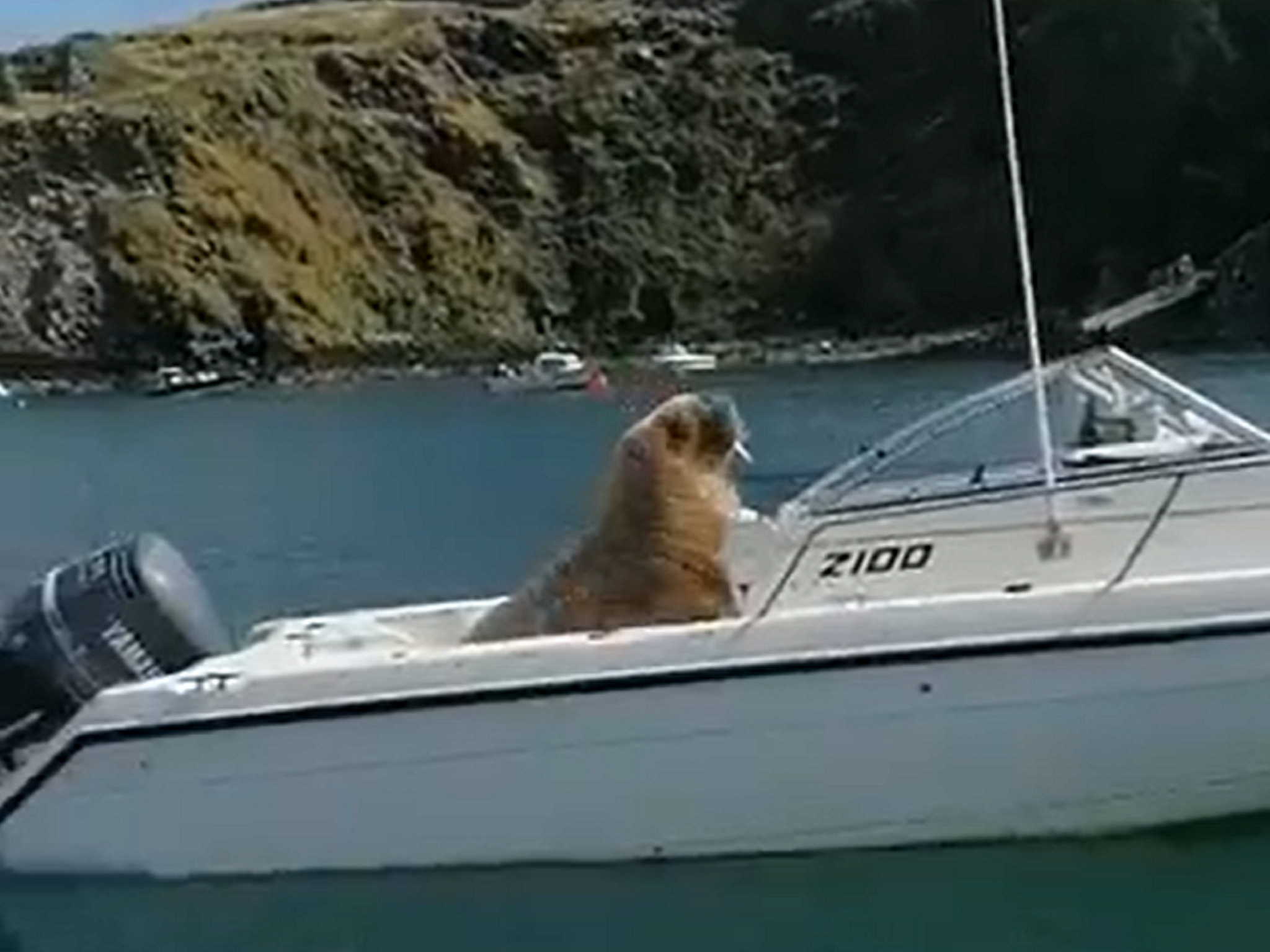 Famous travelling UK walrus sets up home on motorboat in County Cork The Independent photo