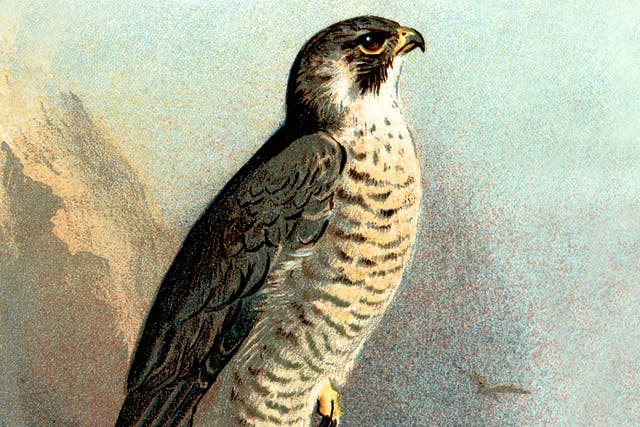 <p>The project is announced in the opening pages: to follow peregrines in one small area of the Essex coast from autumn through to spring</p>