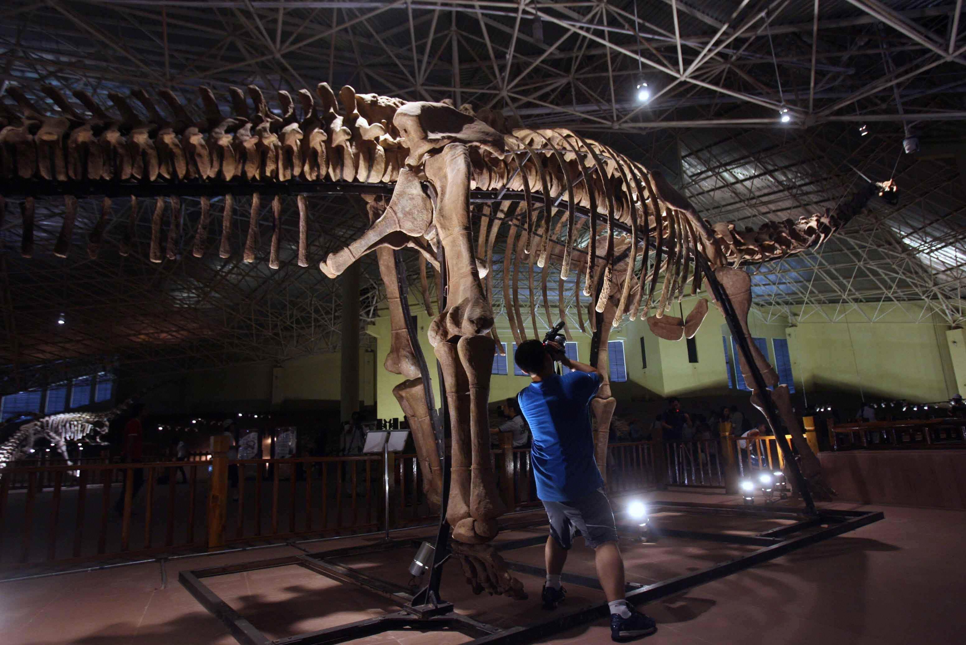 A man clicks photos of a complete articulated skeleton of a Sauropod dinosaur at a museum in Kunming, in southwest China’s Yunnan province