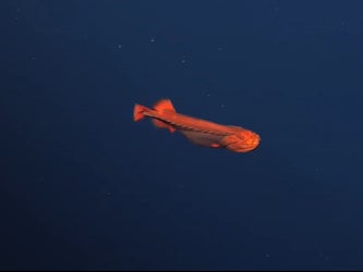 A bright orange, female whalefish was filmed gliding through the water by researchers