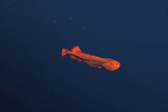<p>A bright orange, female whalefish was filmed gliding through the water by researchers</p>