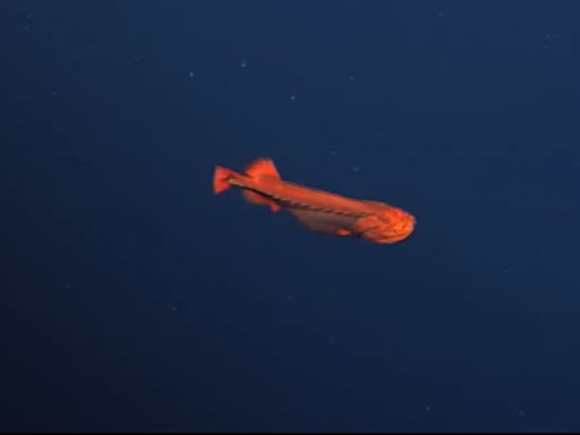 Investigadores filmaron un pez ballena hembra de color naranja brillante deslizándose por el agua