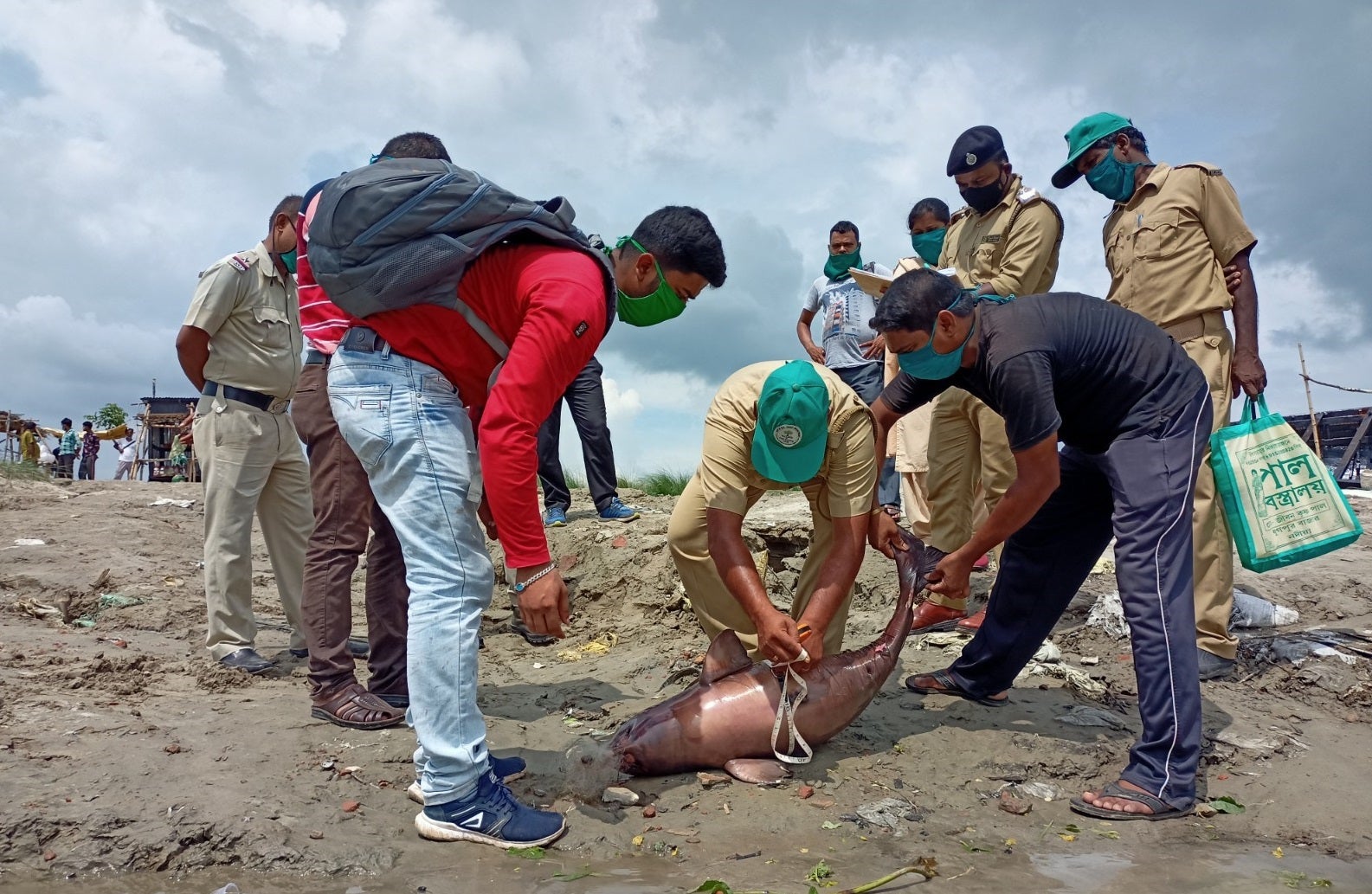 Wildlife officials detangling the a dead Gangetic dolphin in the Nadia district, West Bengal on 13 June 2021