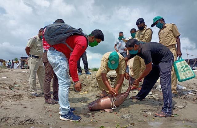 <p>Wildlife officials detangling the a dead Gangetic dolphin in the Nadia district, West Bengal on 13 June 2021</p>