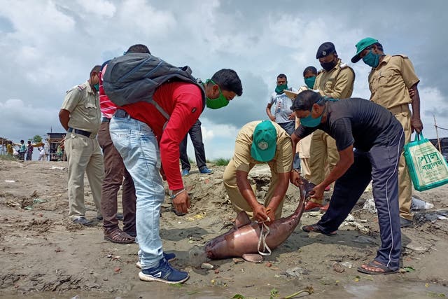<p>Wildlife officials detangling the a dead Gangetic dolphin in the Nadia district, West Bengal on 13 June 2021</p>
