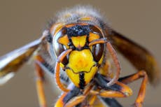 First live sighting of ‘murder hornet’ this year in Washington state